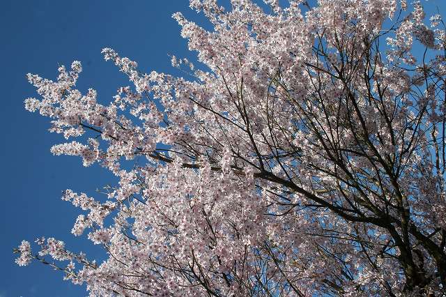 春の空と桜　（大桑村）