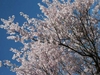 春の空と桜　（大桑村）