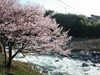 木曽川沿いの桜並木　（大桑村）