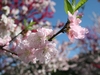 梅の花　（大桑村）