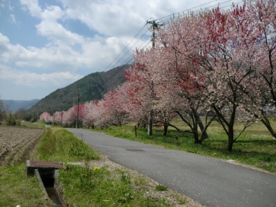 hanamomo